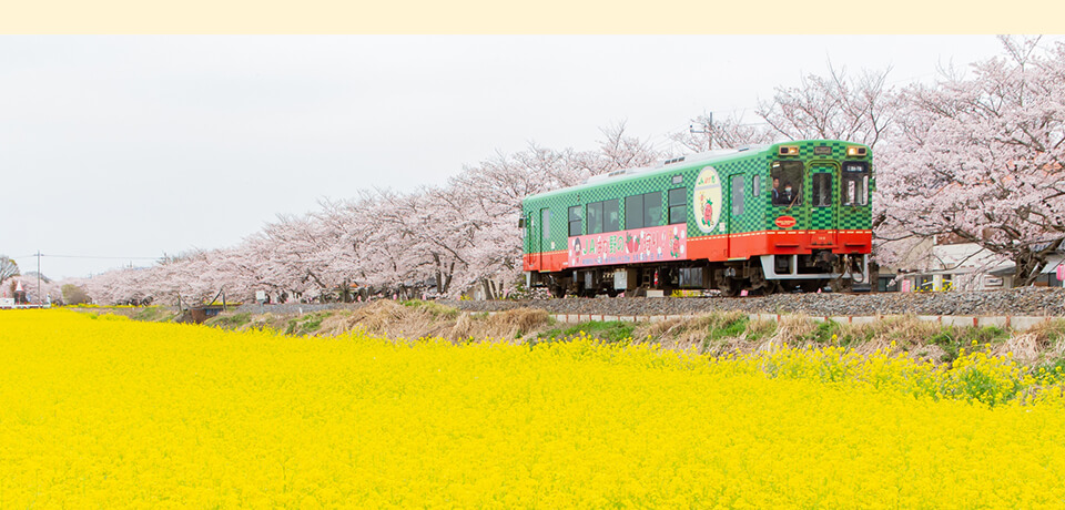 菜の花畑と桜の横を通過する電車