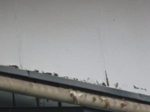 上尾市　外壁塗装　屋根葺き替え