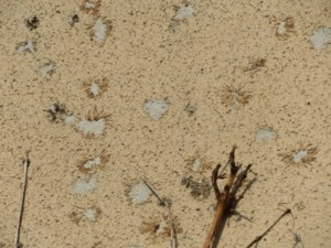 埼玉県上尾市　外壁塗装　ナノコンポジット